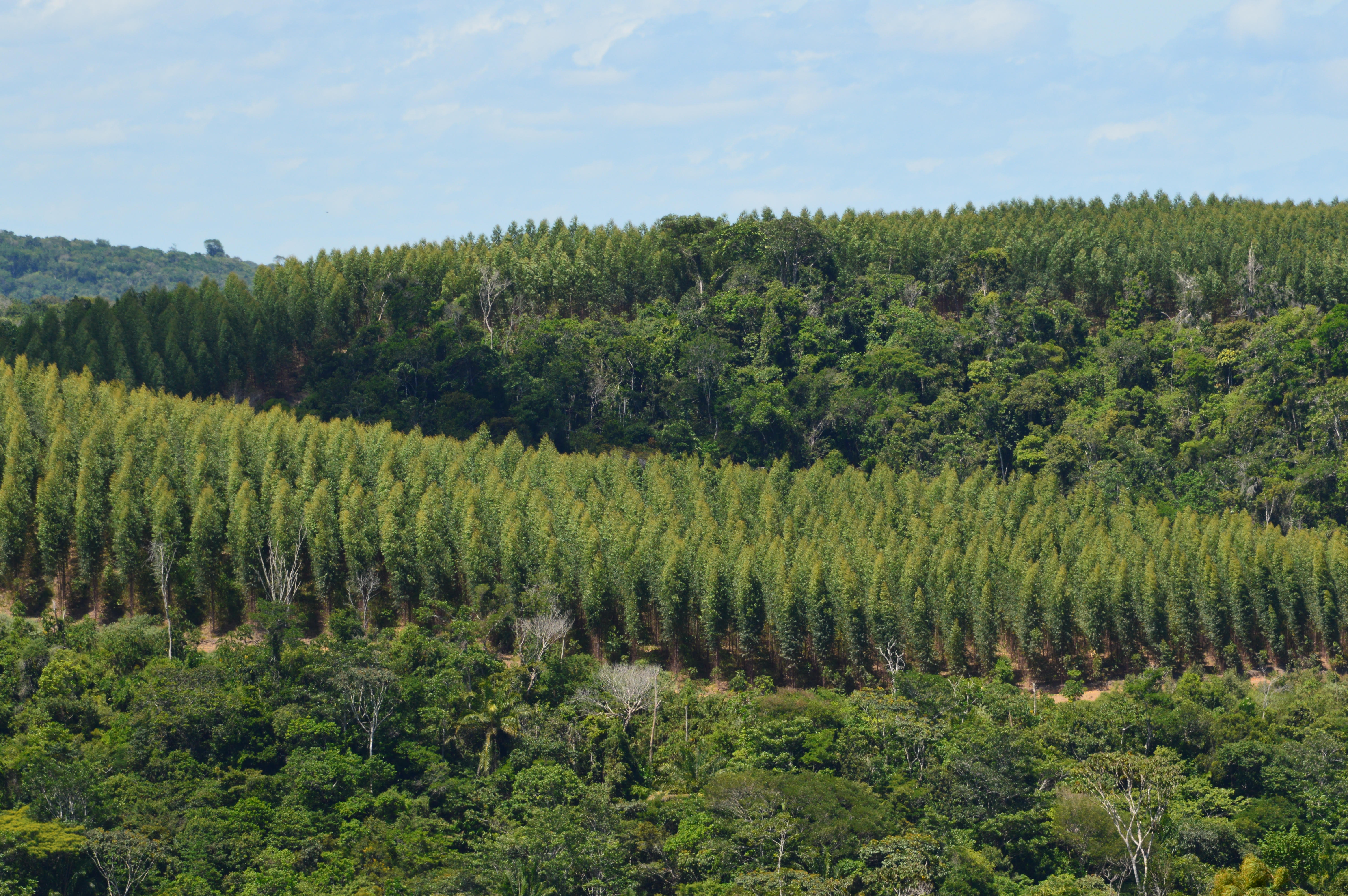 plantios mosaicos eucaliptos e nativas - Acervo Bracell.JPG